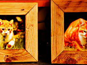 More photo frames made from planed fence wood